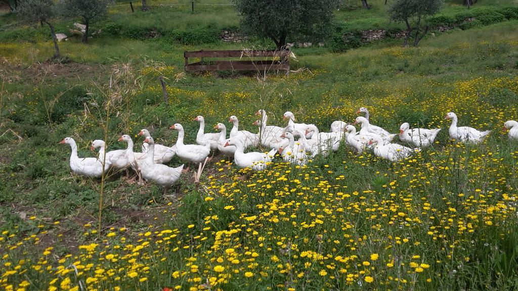 Agriturismo Villa Val D'Olivi Capodacqua  Buitenkant foto